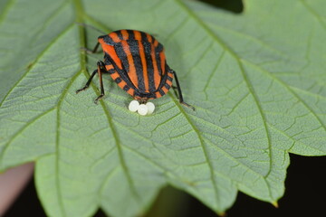 Baumwanze,  Streifenwanze, Graphosoma lineatum