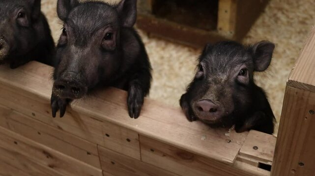 A child feeds salad to miniature pigs in a pen
