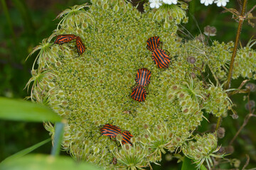Baumwanze,  Streifenwanze, Graphosoma lineatum
