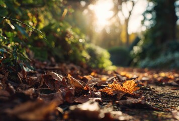 autumn leaves on the ground