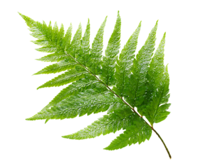 Vibrant Fern Leaf Fronds Natural Flatlay Scene