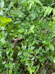 green leaves background