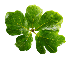 Organic Fig Leaves Arrangement in Natural Style