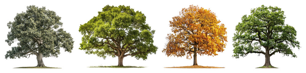 Obraz premium PNG Four trees representing seasons, element set on transparent background