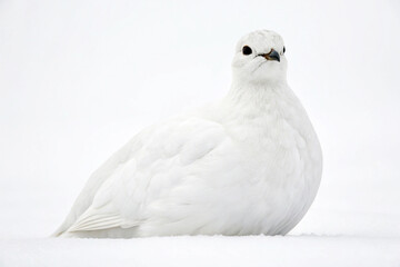 White Rock Ptarmigan in Winter Snow bird white bird