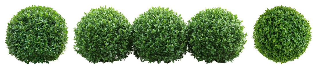 Obraz premium PNG Green spherical hedge plants aligned, element set on transparent background