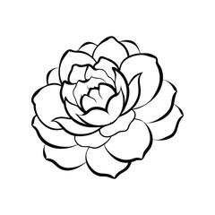 vector illustration of rose