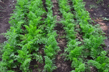 Rows of thriving carrot plants in a vegetable garden isolated