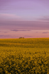 Vast rapeseed field under a beautifully layered pink and lavender sky at dusk. A few distant trees break the horizon.