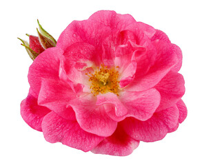Beautiful red rose with dewdrops in top view. Garden flower cut out, including clipping path.