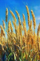 Fototapeta premium Golden ripe wheat stalks standing tall against a clear blue sky on a bright sunny day