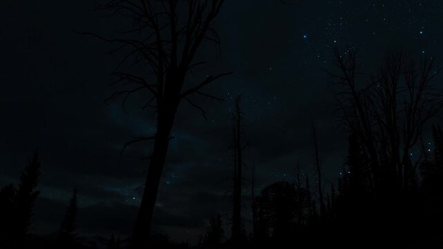 Stars dead tree silhouette clouds 
