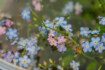 forget me not flowers in soft focus close up with delicate pink and blue petals floating on water...
