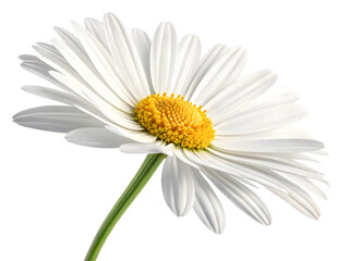 Beautiful white daisy flower isolated on transparent background