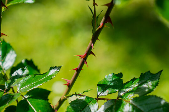 closeup of sharp rose thorns on stem with glossy green leaves against soft blurred garden background natural detail plant defense summer season botanical macro photography spiked stem green nature - Powered by Adobe