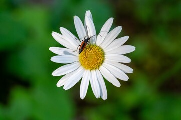 Fototapeta premium Stenurella Melanura, Longhorn beetle on a White Daisy