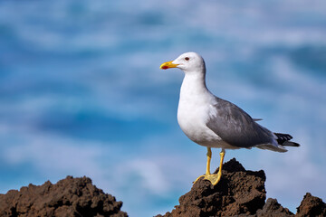 Heringsmöwe (Larus fuscus) mit auffallend großer und nicht mittiger Pupille, steht auf Vulkangestein am Meer - El Hierro, Kanarische Inseln