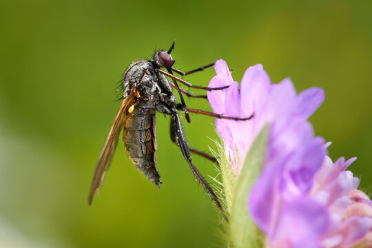 Gew&uuml;rfelte Tanzfliege (Empis tessellata) Weibchen in Seitenansicht an einer helllila Bl&uuml;te - Baden-W&uuml;rttemberg, Deutschland