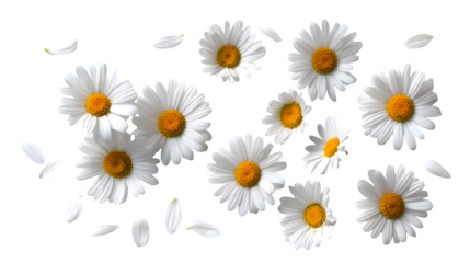 Scattered white daisy chamomile flowers and loose petals, isolated on a clean white background, top view,
