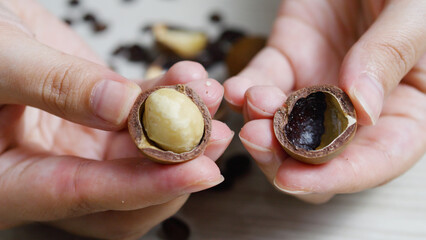 Chef comparing a roasted macadamia nut with a raw one, highlighting the striking differences in...
