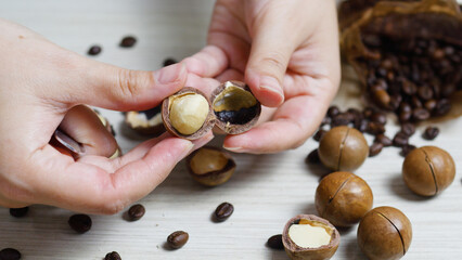 Woman opening macadamia nut using a special key revealing the edible part, with coffee beans and...