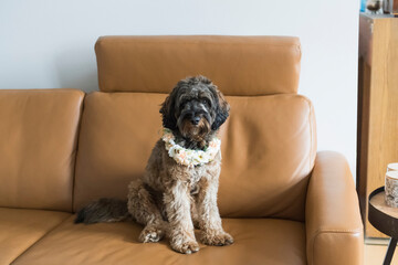Cockapoo sitzt zu Hause auf der Couch