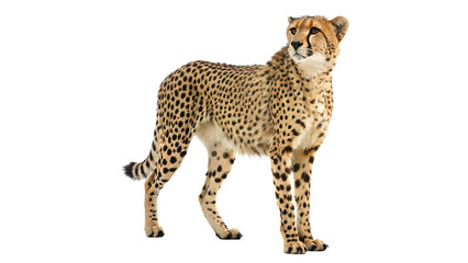 cheetah standing isolated on transparent background