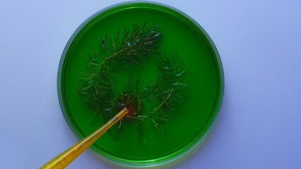 Green Algae Sample in Petri Dish with Visible Pipette