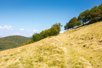 beech forest on the hill with yellow grass. path through hillside on sunny day in early autumn. beautiful landscape in carpathian mountains under blue sky