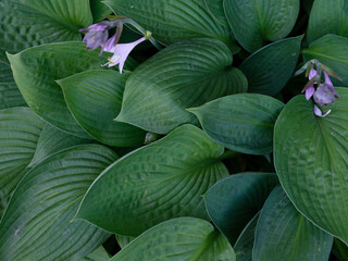 Natural texture of lush green hosta leaves with a few purple flowers for gardening backgrounds.