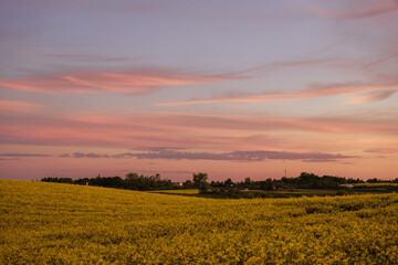 Golden rapeseed field at sunset with pink, peach, and lavender clouds stretching across the sky. In the background, silhouettes of a rural village.