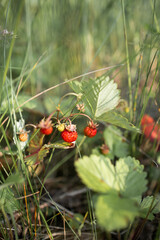 Wild strawberry in the forest. Red berry in the grass