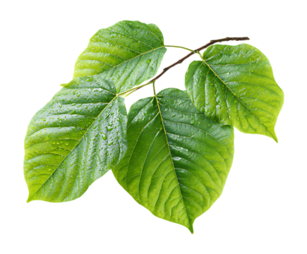 Beautiful Kapok Tree Foliage Isolated on White