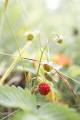 Wild strawberry in the forest. Red berry in the grass