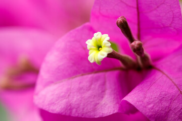 Closeup bougainvillea flower with yellow center and pink bracts