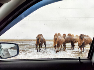A majestic herd of camels is gracefully making its way across snow-covered grassland in a remote...