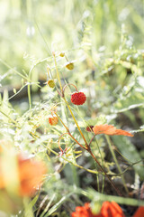 Wild strawberry in the forest. Red berry in the grass