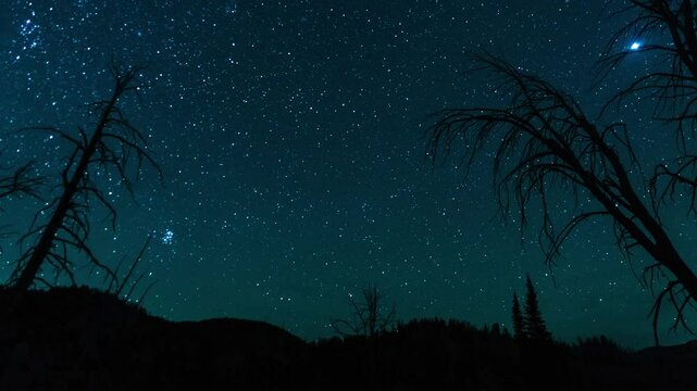Stars framed by dead trees at night 