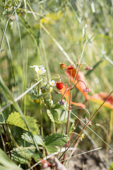Wild strawberry in the forest. Red berry in the grass