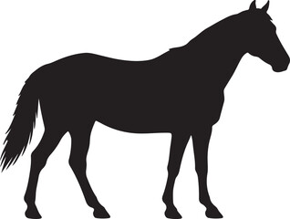 Obraz premium Brumby horse in silhouette vector pure white background.