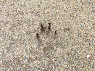 Discovering animal tracks in sandy terrain with clear handprint outline during early morning exploration