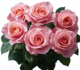 Fototapeta premium Close-up of six blooming soft pink roses with lush green leaves on a bright white background, conveying elegance and gentle beauty