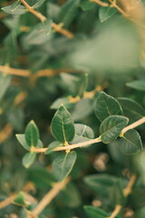 A close-up of a leafy green plant branch. The small, oval leaves are veined and slightly waxy, with a warm beige stem creating contrast.