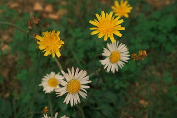 A mix of blooming yellow dandelions and white daisies with yellow centers growing in a patch of green grass. The background is softly blurred.