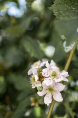 Blackberry flowers. Green floral background