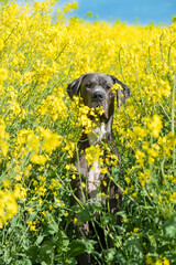 Deutsche Dogge im Papsfeld