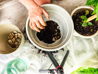 Spring flower transplanting activity showcasing hands working with soil and plants in preparation...