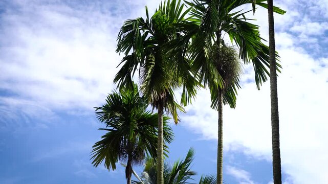 Areca nuts or betel nuts trees with clouds in the clear blue sky