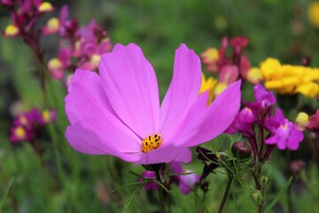 Fototapeta premium purple flowers in the garden