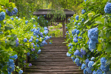明月院　山門前の石段